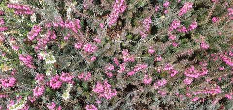Bruyère (Calluna vulgaris)