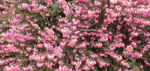 Bruyère (Calluna vulgaris)