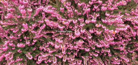 Bruyère (Calluna vulgaris)
