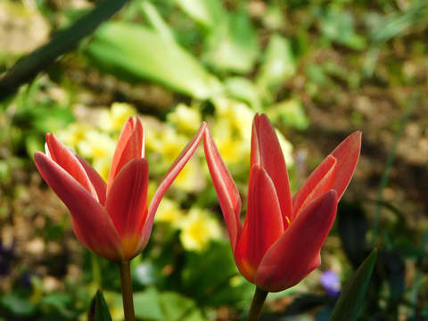 Tulipán