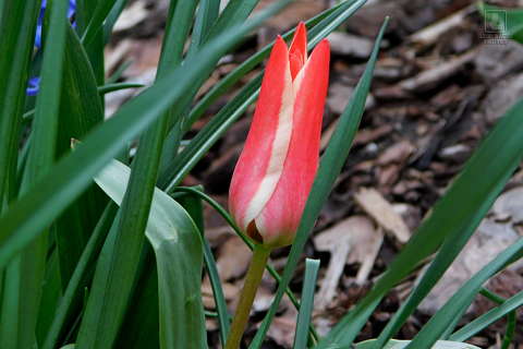 tulipán, kerti virág