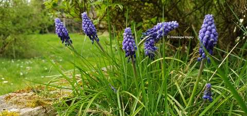 Muscari