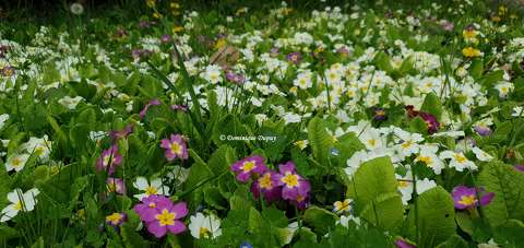 Primevères du jardin