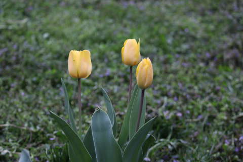 Tulipánok