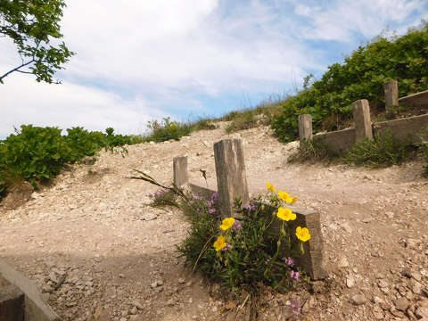 Balatonfüred, Tamás-hegyi kilátópont, út, vadvirág