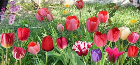 Tulipes