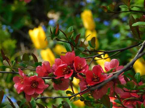 Japánbirs és a tulipán