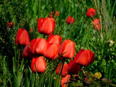 Tulipán