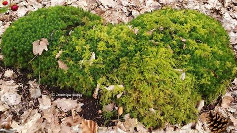 Forêt