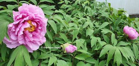 Pivoines