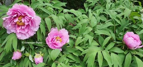 Pivoines