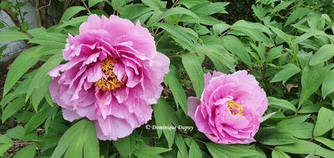 Pivoines