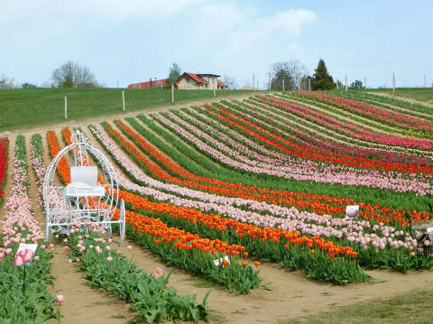 Kőröshegyi Levendulás és Tulipános