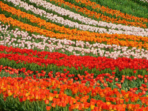 Kőröshegyi Levendulás és Tulipános