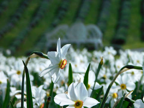 Kőröshegyi Levendulás és Tulipános