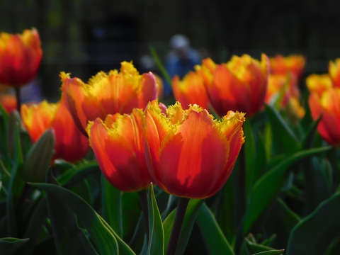 Kőröshegyi Levendulás és Tulipános