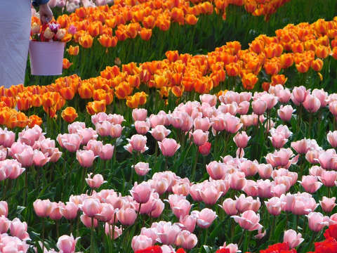 Kőröshegyi Levendulás és Tulipános