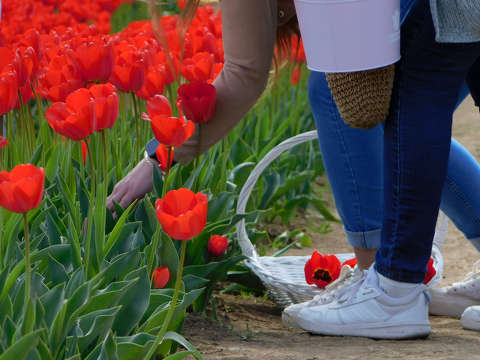 Kőröshegyi Levendulás és Tulipános