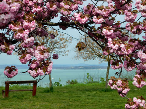 Balatonvilágosi Magaspart, Balaton, tavasz, virágzó fa