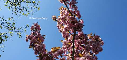 Prunus Serrulata Kanzan