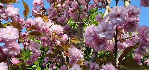 Prunus Serrulata Kanzan