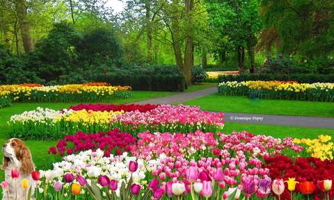 Tulipes