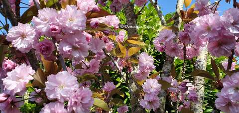 Prunus Serrulata Kanzan