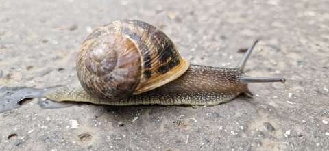 csiga