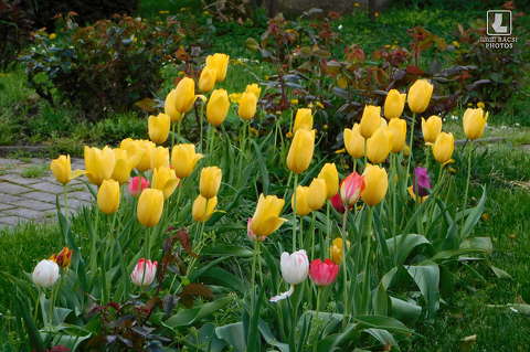 tulipánok, tavasz