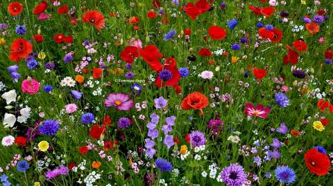 Fleurs des Champs