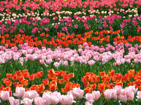 Kőröshegyi Levendulás és Tulipános