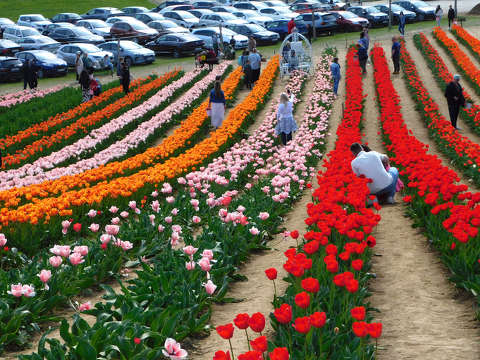 Kőröshegyi Levendulás és Tulipános