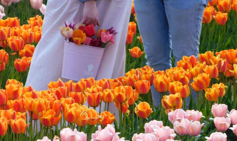 Kőröshegyi Levendulás és Tulipános