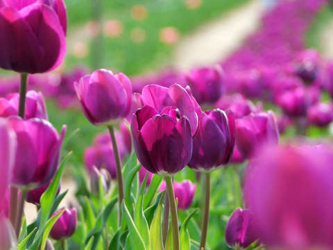 Kőröshegyi Levendulás és Tulipános