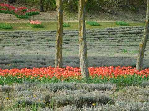 Kőröshegyi Levendulás és Tulipános