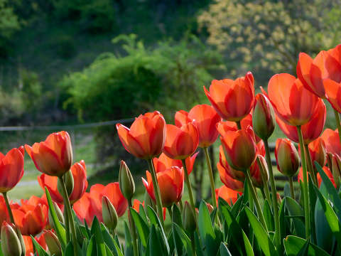Kőröshegyi Levendulás és Tulipános