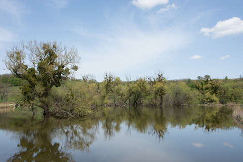 Dália tavak, Bakonyszentkirály