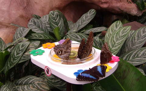 Papillónia lepkéi