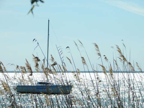 Balaton