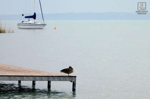 Balaton, víz, hajó, kacsa