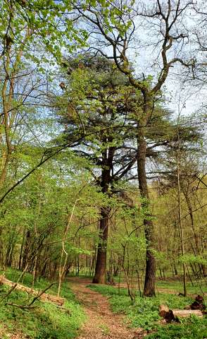 Libanoni cédrus az Alcsúti Arborétum közelében. Több mint 200 éves, magassága 30 m körüli, törzskerülete több mint 4 méter.