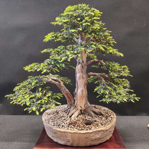 Bonsai