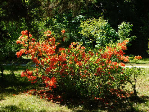 Szombathely, Kámoni arborétum