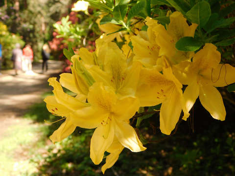 Jeli Varázskert - Kám, arborétum, rododendron