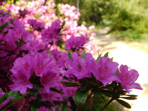 Jeli Varázskert - Kám, arborétum, rododendron, út