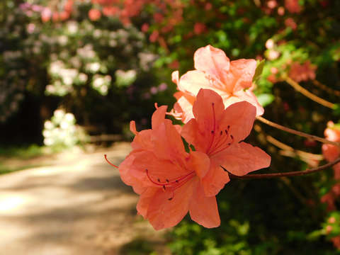 Jeli Varázskert - Kám, arborétum, rododendron, út