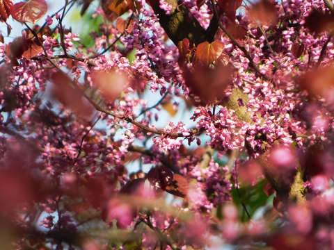 Jeli Varázskert - Kám, arborétum