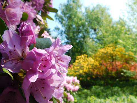 Jeli Varázskert - Kám, arborétum, rododendron