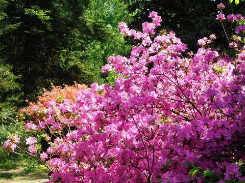Jeli Varázskert - Kám, arborétum, rododendron