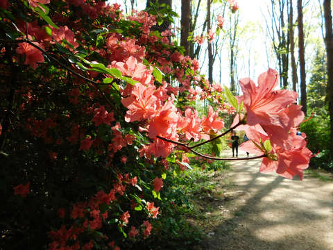 Jeli Varázskert - Kám, arborétum, rododendron, út